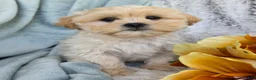 Shihpoo dogs for sale: Marshmallow - Ad 29