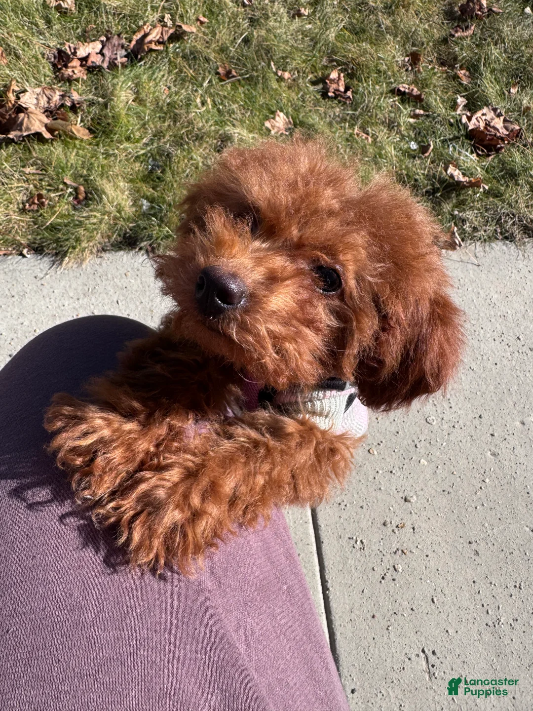 Miniature Poodle dogs for sale: Miniature Poodle Puppy 1 - Ad 1