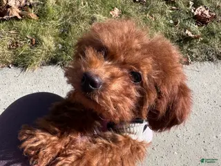 Miniature Poodle dogs Miniature Poodle Puppy 1 - Ad 21