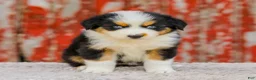 Australian Shepherd dogs for sale: Cassidy - Ad 4