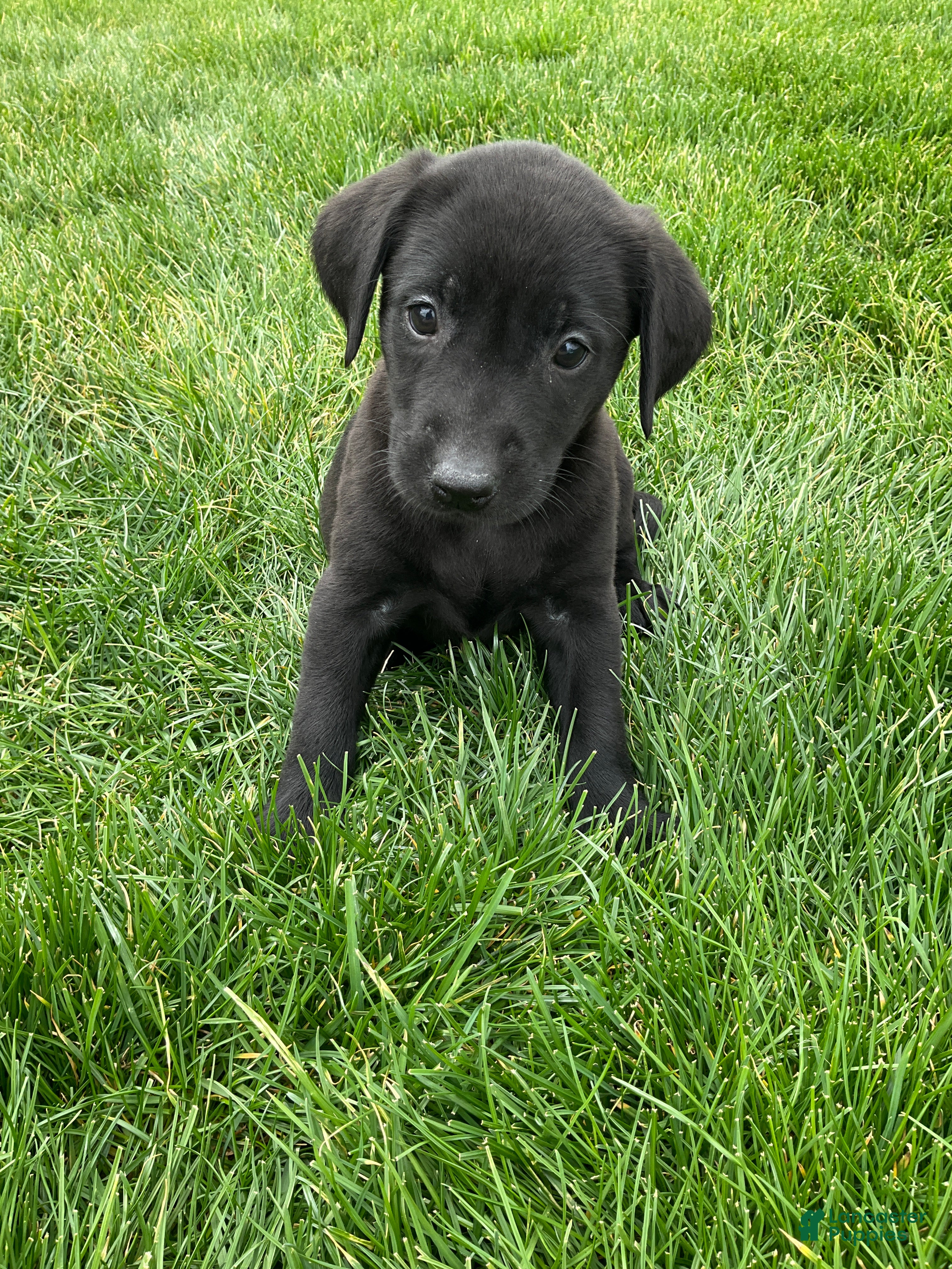 Labrador Retriever dogs Gabby - Ad 1