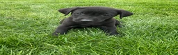 Labrador Retriever dogs for sale: Gabby - Ad 1