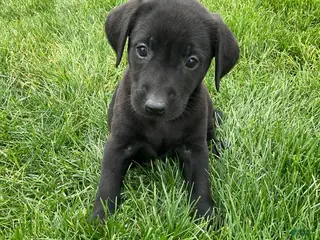 Labrador Retriever dogs for sale: Gabby - Ad 2
