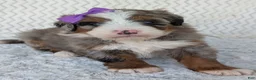 Mini Bernedoodle dogs for sale: Mini Indy  - Ad 27
