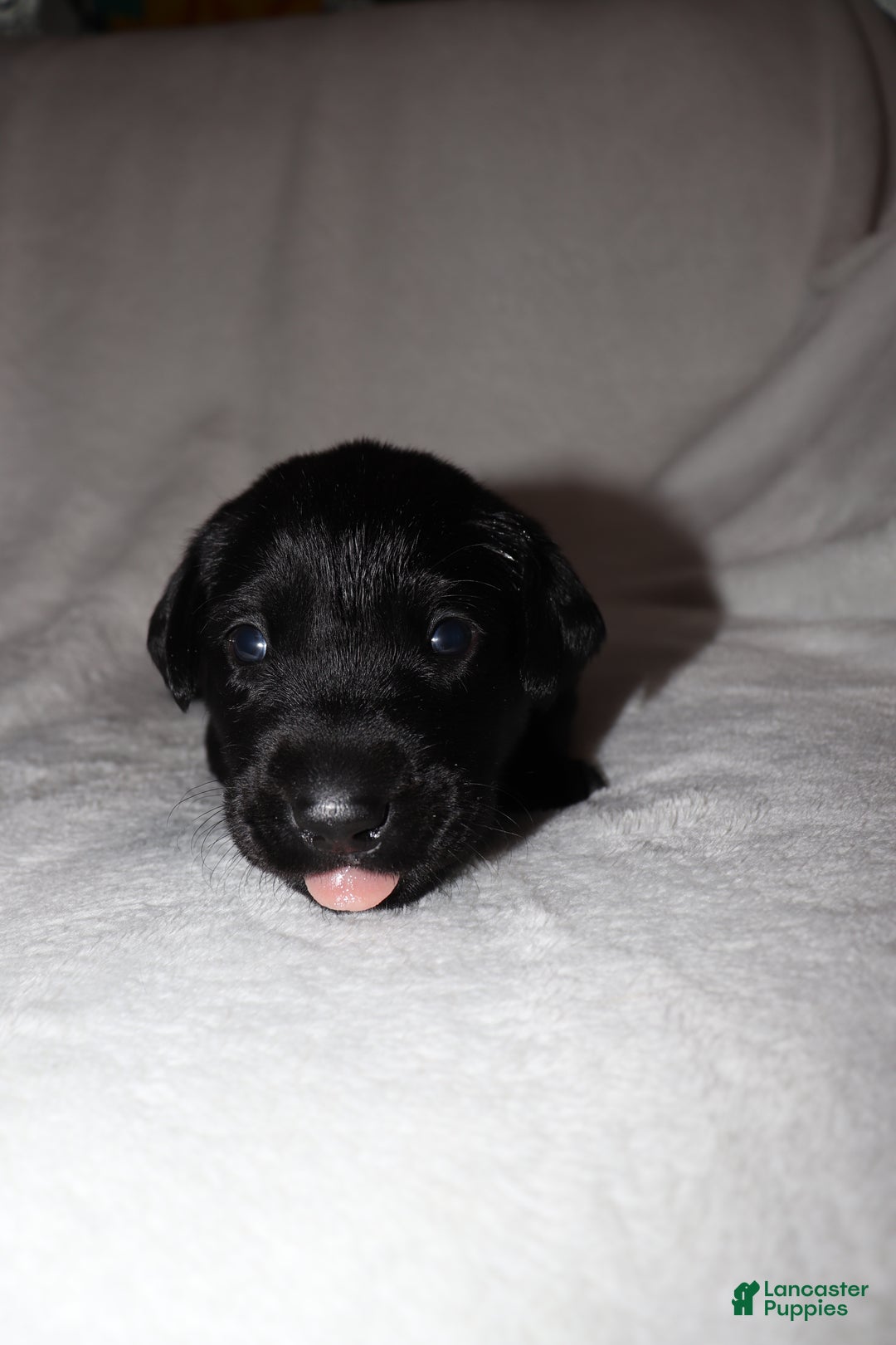 Labrador Retriever dogs for sale: Maggie - Ad 2