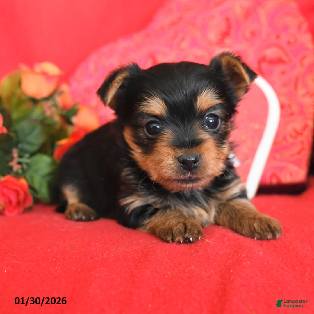 Yorkshire Terrier dogs for sale: Willow - Ad 3