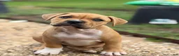 American Bully dogs for sale: CoCo - Ad 3
