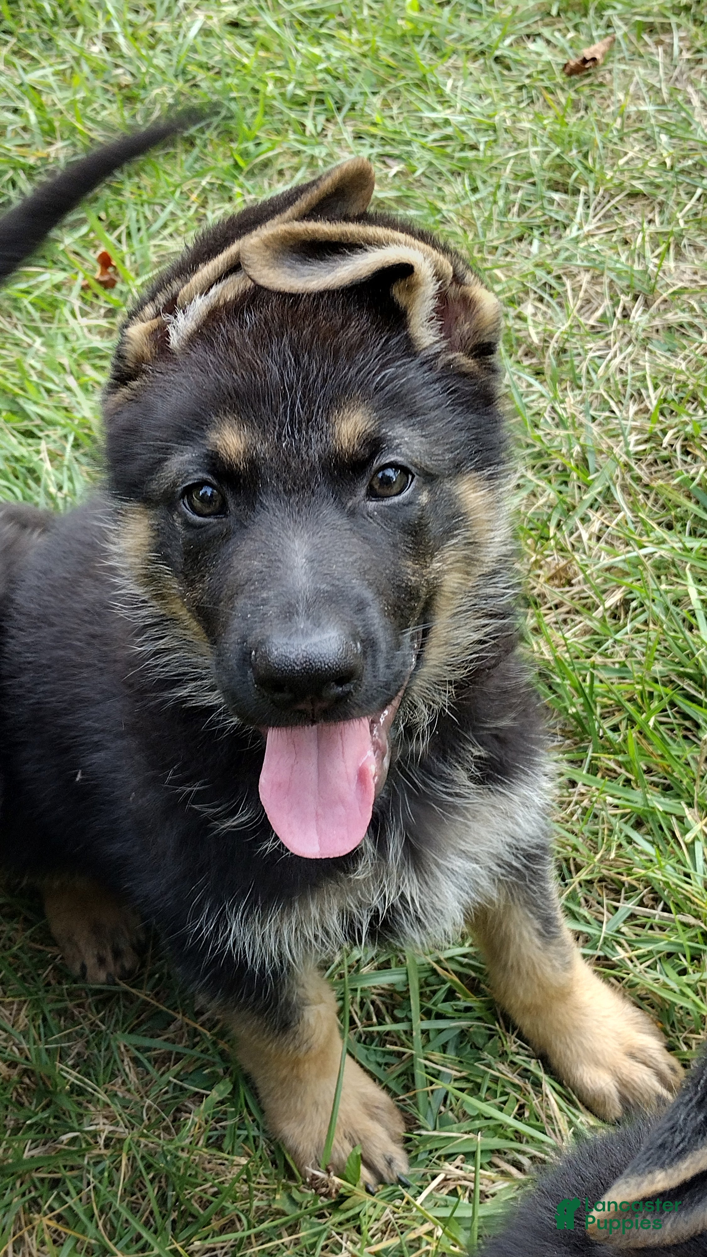 German Shepherd dogs for sale: Scooby Doo AKC - Ad 3