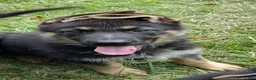 German Shepherd dogs for sale: Scooby Doo AKC - Ad 1