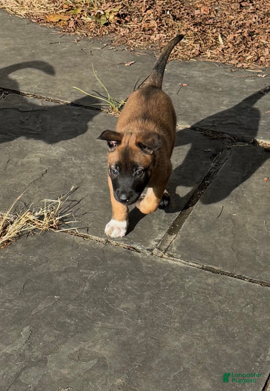 Belgian Malinois dogs for sale: Belgian Malinois Puppy 3 - Ad 2