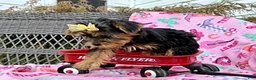Yorkshire Terrier dogs for sale: Joyce - Ad 8