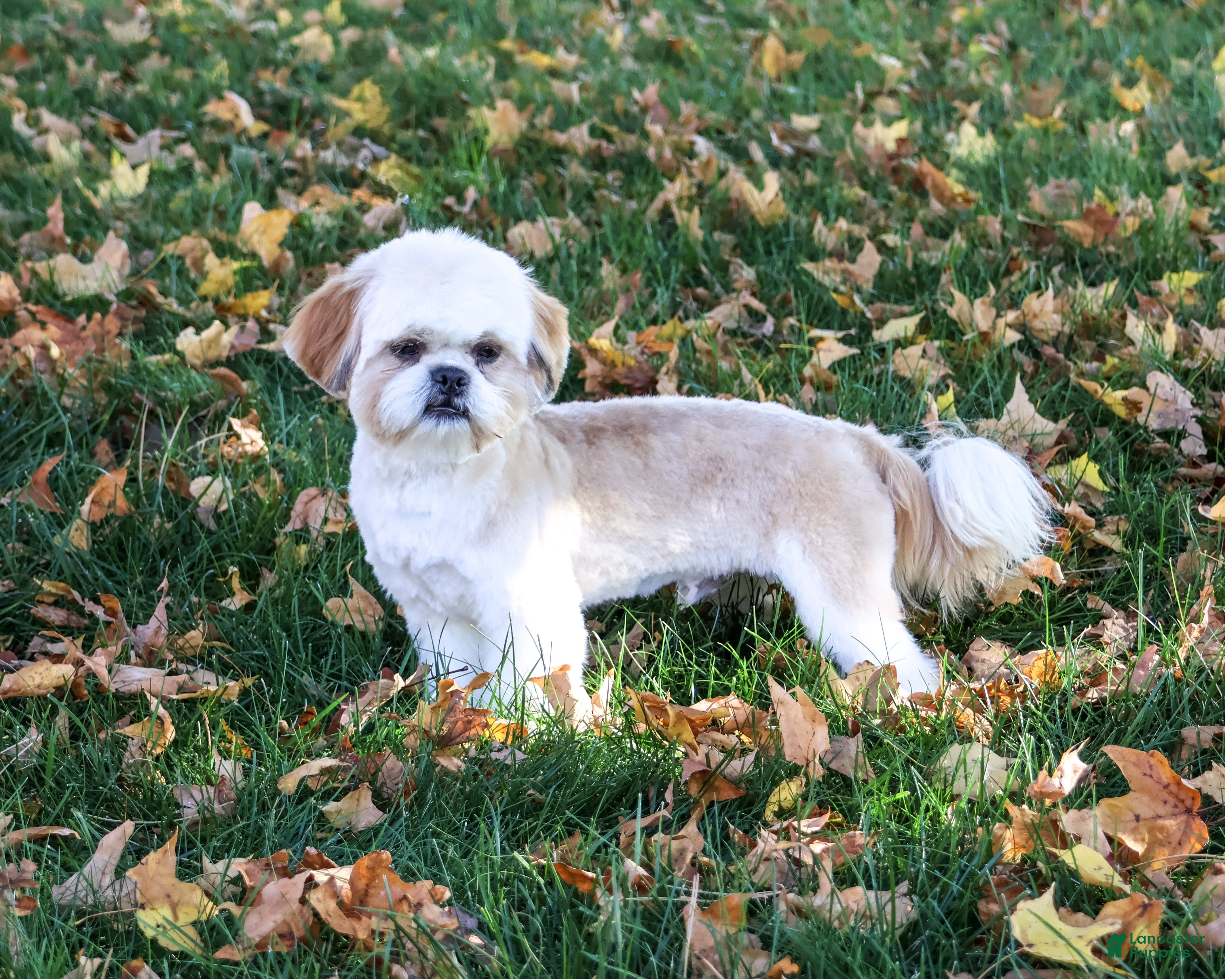 Shih Tzu dogs for sale: Fox - Ad 2