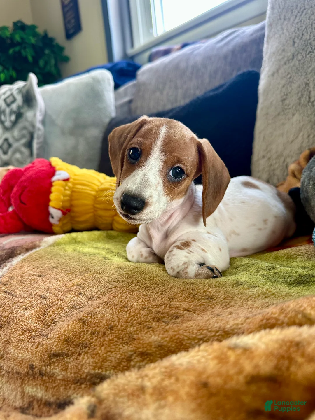 Miniature Dachshund dogs for sale: Coconut 🥥 - Ad 1