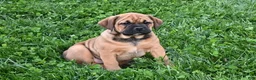 Mixed Breed dogs for sale: Bella - Ad 6