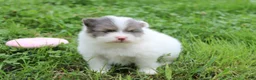 Pomeranian dogs for sale: Flora - Ad 3