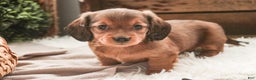Miniature Dachshund dogs for sale: Gingerbread - Ad 11
