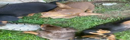 Miniature Dachshund dogs for sale: Scarlet  - Ad 3