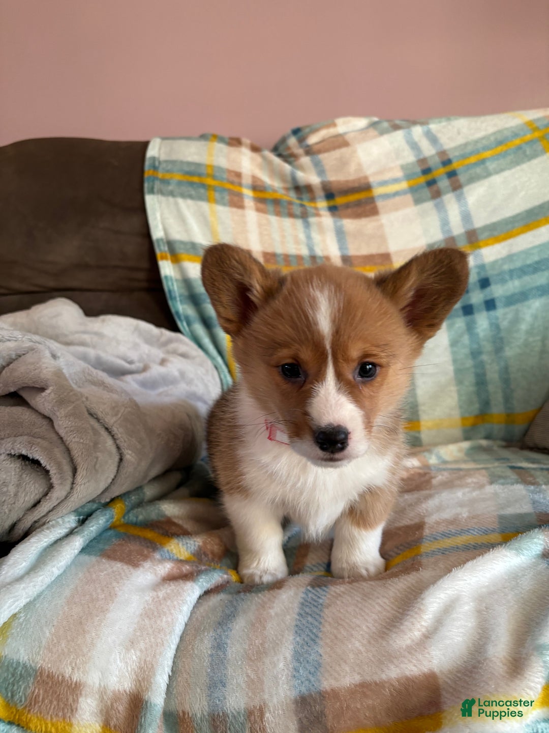 Welsh Corgi Pembroke dogs for sale: Welsh Corgi Pembroke Puppy 3 - Ad 1