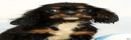 Cavalier King Charles Spaniel dogs for sale: Nina - Ad 6