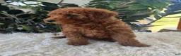 Mini Goldendoodle dogs for sale: Azalea - Ad 2