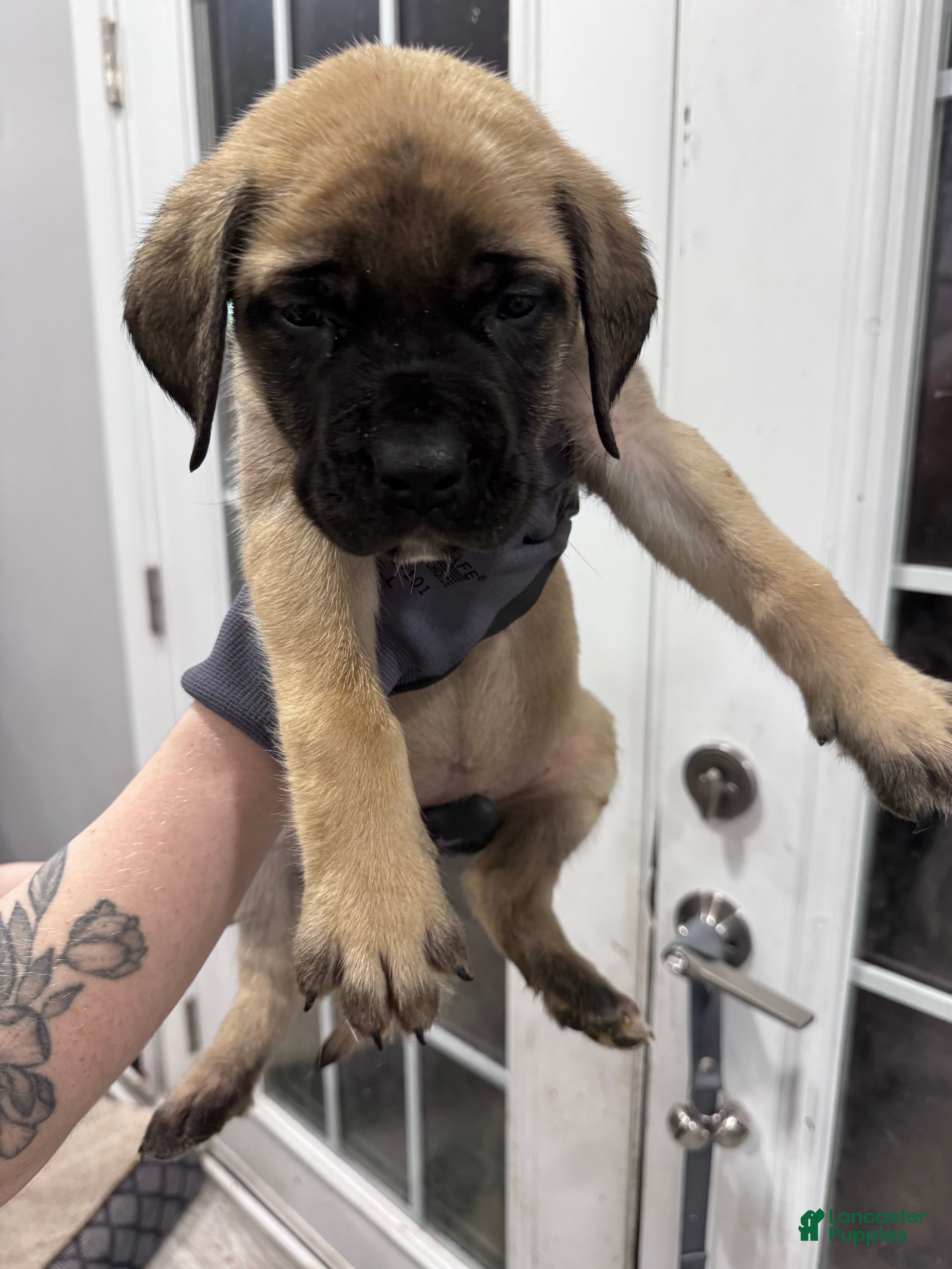 English Mastiff dogs English Mastiff Puppy 4 - Ad 23