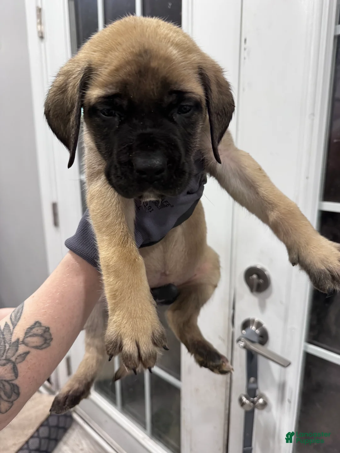 English Mastiff dogs for sale: English Mastiff Puppy 5 - Ad 13