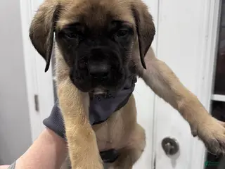 English Mastiff dogs English Mastiff Puppy 4 - Ad 23