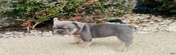 French Bulldog dogs for sale: Lacey - Ad 5
