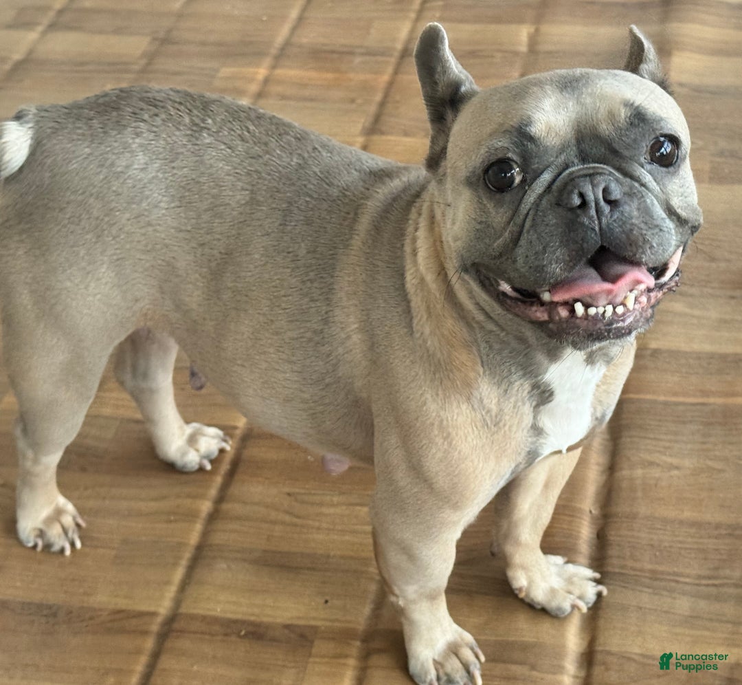 French Bulldog dogs for sale: French Bulldog Puppy 1 - Ad 3