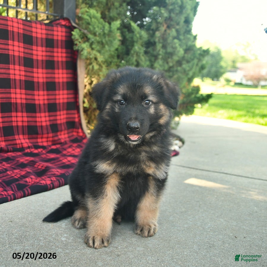 Mixed Breed dogs Rhett  - Ad 2