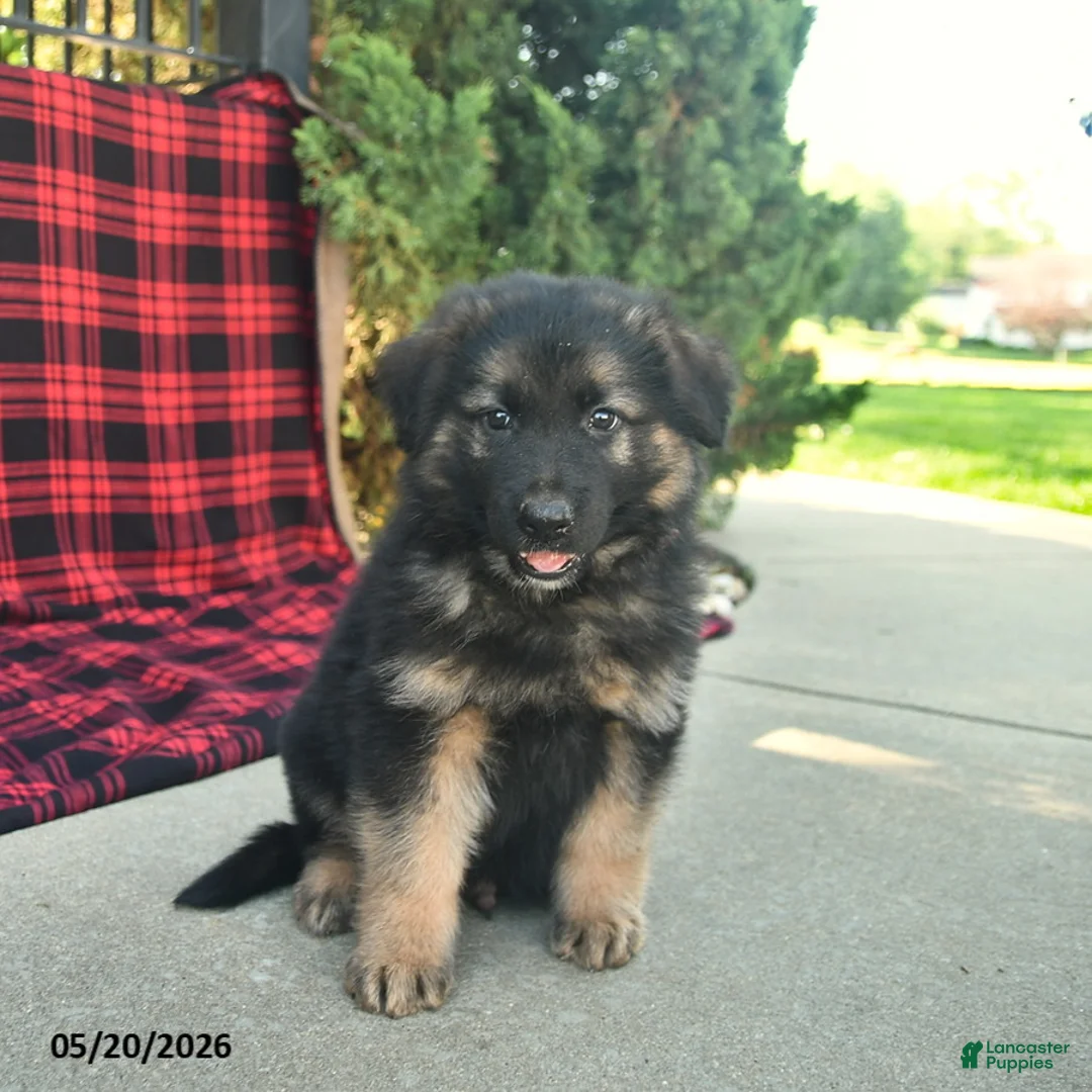 Mixed Breed dogs for sale: Rhett  - Ad 2