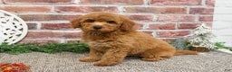 Mini Goldendoodle dogs for sale: Dora - Ad 1