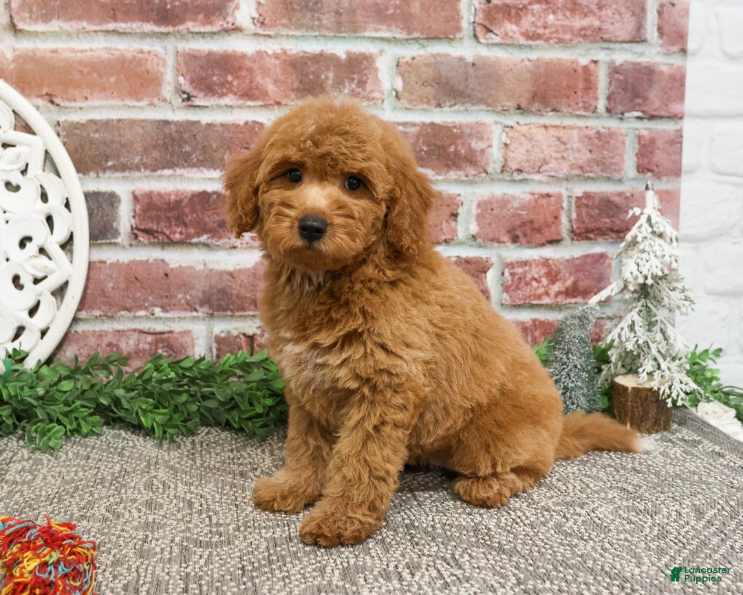 Mini Goldendoodle dogs for sale: Dora - Ad 1