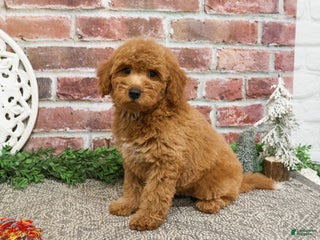 Mini Goldendoodle dogs Dora - Ad 18