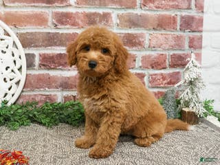Mini Goldendoodle dogs Dora - Ad 40