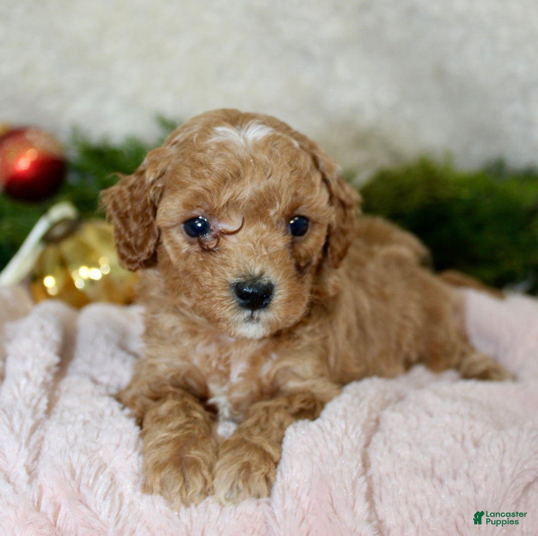 Cavapoo dogs for sale: Cavapoo Puppy 6 - Ad 1