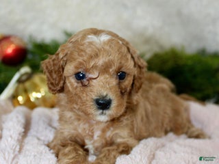 Cavapoo dogs Cavapoo Puppy 6 - Ad 5