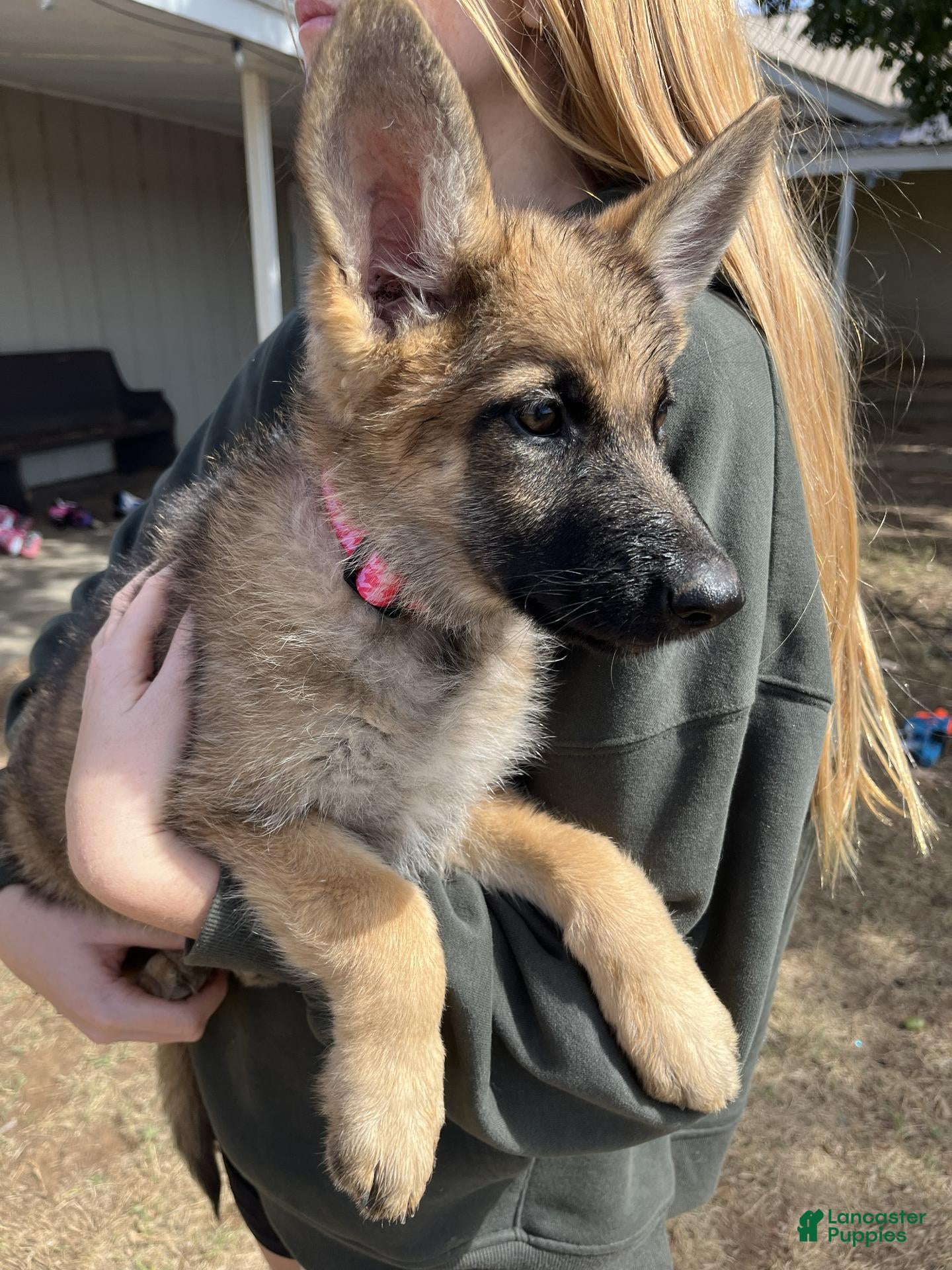 German Shepherd dogs for sale: Isabella - reserved - Ad 32