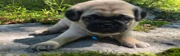 Pug dogs for sale: Jack - Ad 13