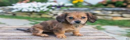 Miniature Dachshund dogs for sale: Birdie - Ad 10