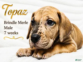 Great Dane dogs Topaz - Ad 14