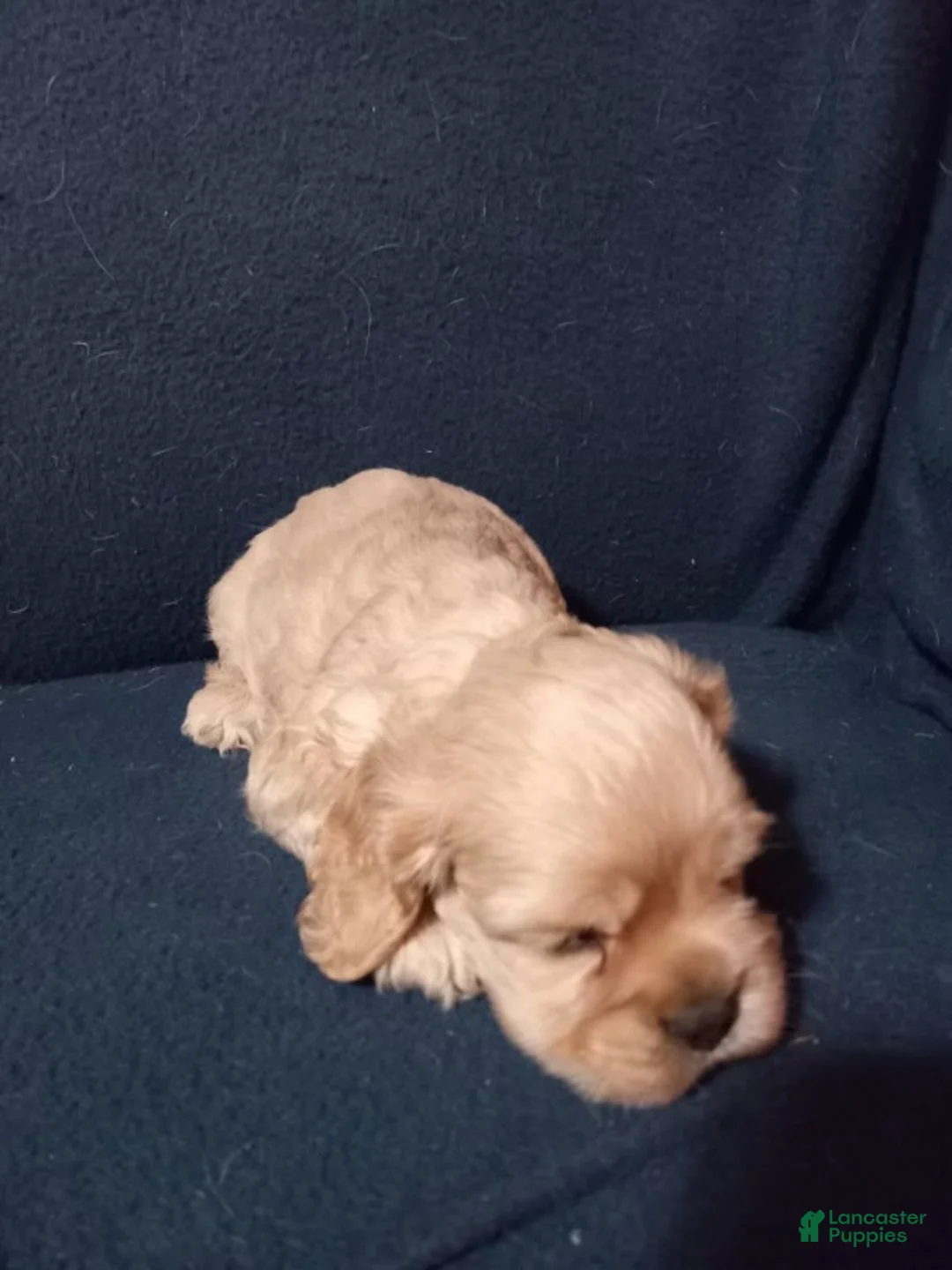 Cocker Spaniel dogs for sale: Jack  - Ad 2