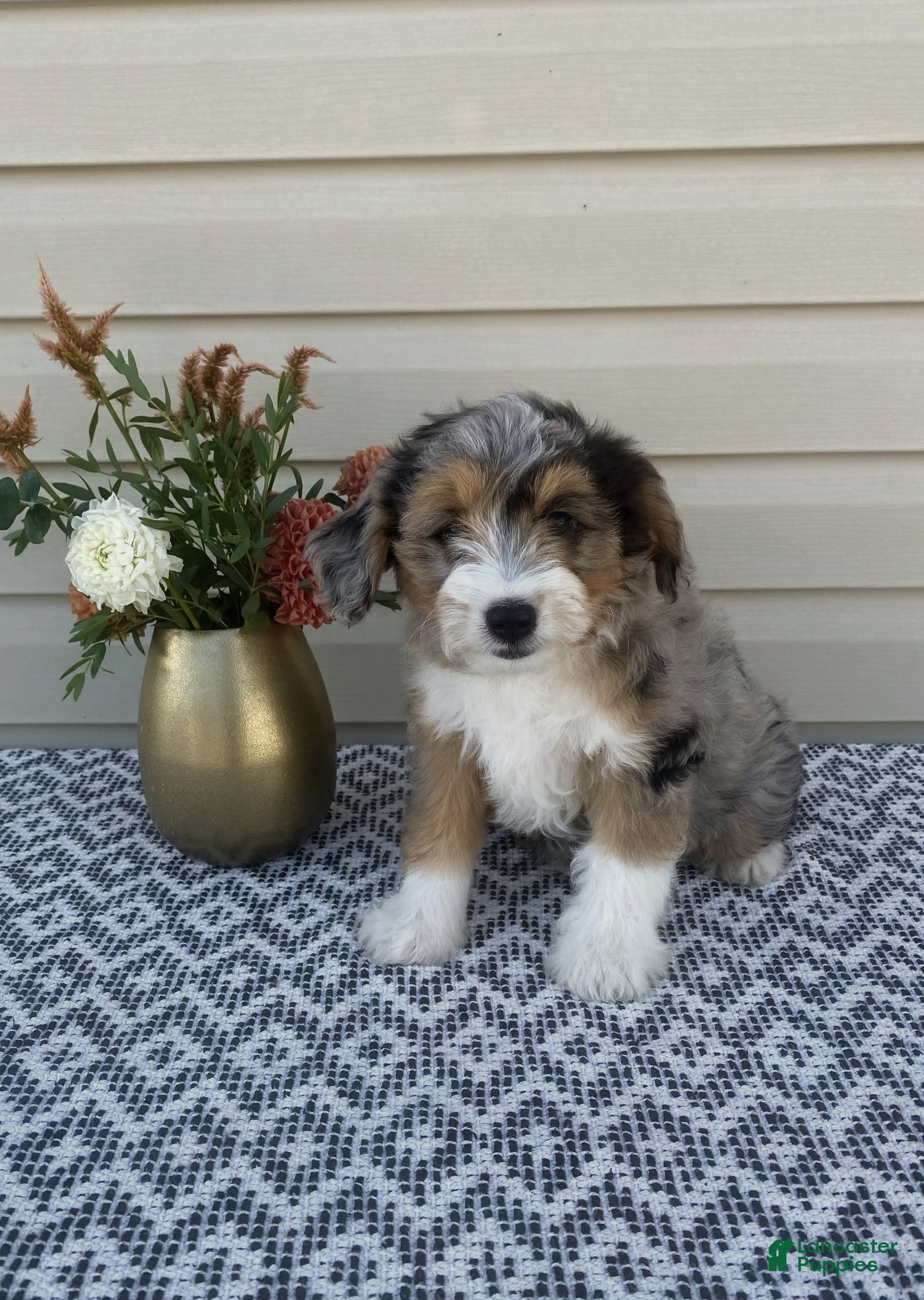 Mini Aussiedoodle dogs Mickey - Ad 1