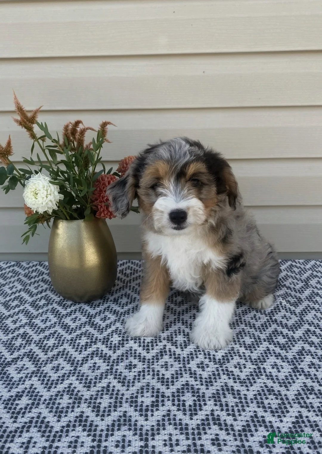 Mini Aussiedoodle dogs for sale: Mickey - Ad 1