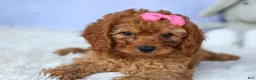 Cavapoo dogs for sale: TAMMY - Ad 16