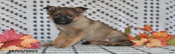 German Shepherd dogs for sale: Kandy - Ad 6