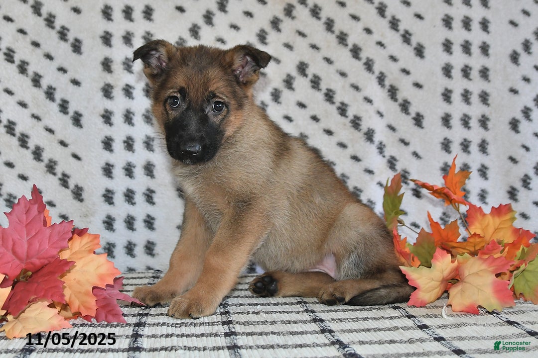 German Shepherd dogs for sale: Kandy - Ad 6