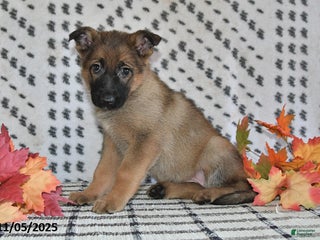 German Shepherd dogs - Ad 21