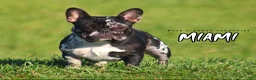 French Bulldog dogs for sale: Topaz - Ad 3