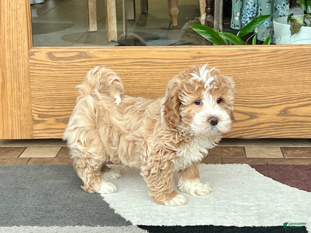 Mixed Breed dogs for sale: Ollie - Ad 3